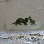 AU Rat love