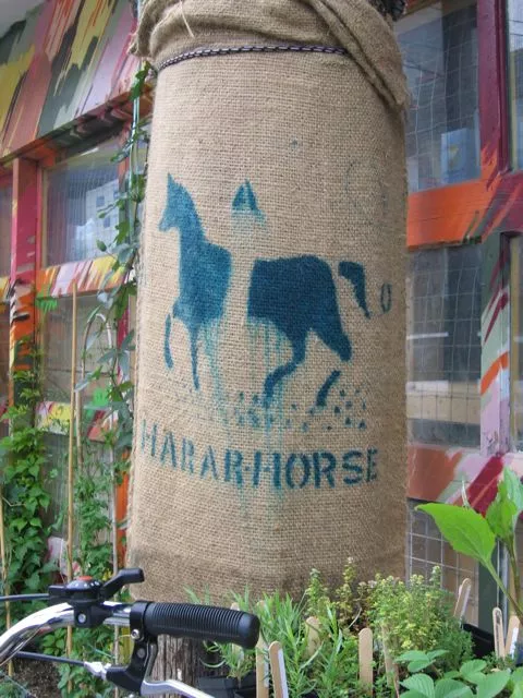 CA Toronto Hararhorse