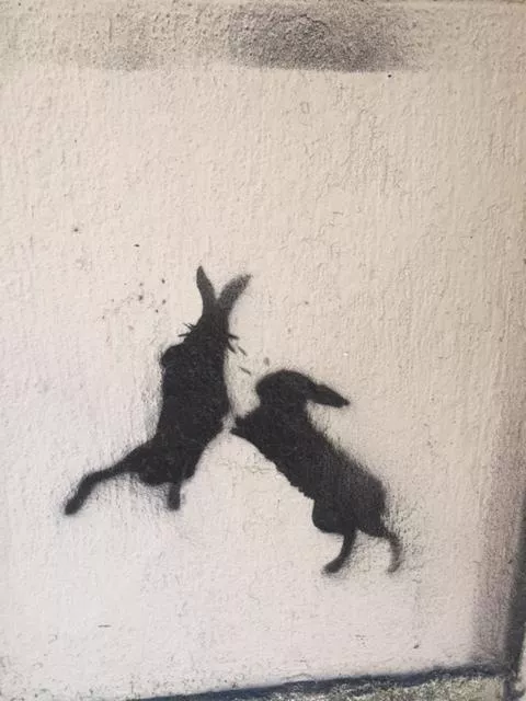 PT Lisbon rabbits