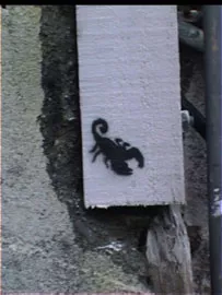 NZ Wellington Scorpion