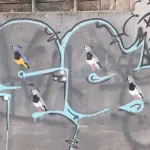 AR Buenos Aires birds ph Amanda