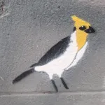 AR Buenos Aires yellow headed bird ph Amanda