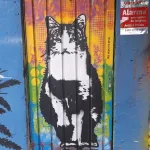BR Sao Palo MatiasEspacial cat on skateboard ph Amanda