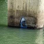 OR Eugene river shark ph Tim R