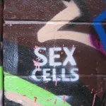 CA Toronto Sex Cells