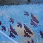 CA Toronto birds 03