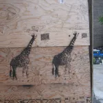 CA_Toronto giraffes