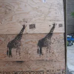 CA Toronto giraffes