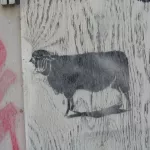 CA Toronto sheep