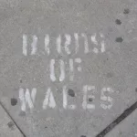 CA Toronto Birds of Wales