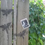 CA Toronto Bugs
