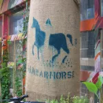 CA_Toronto_Hararhorse