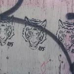 CA_Vancouver_AYS_Tigers