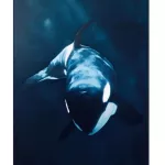 Rad Originals CA orca