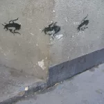 AT Vienna roaches