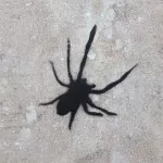 FR Paris spider