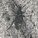 DE Berlin bug