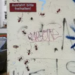 DE Hamburg ants