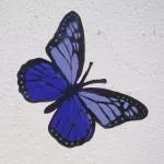 DE Hamburg blue butterfly ph TXMX