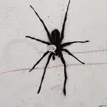 DE Hamburg spider