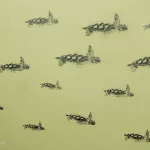 DE Hamburg turtles detail