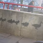 DE Hamburg ducks