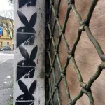 IT Rome masked bunny