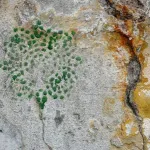 LV Kuldiga dot pattern
