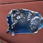 NL Amsterdam cat wheatpaste ph Novy