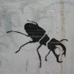 NL beetle