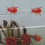 NL roaches