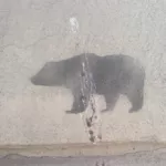 PL Krakow bear