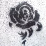 PL Krakow rose