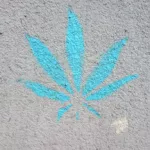 PL Krakow cannabis leaf 01