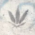 PL Krakow cannabis leaf 02