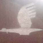 PL Rzeszow bird