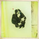 PT chimp with stick