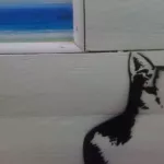 UK Newquay cat 01