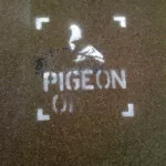 UK Peterborough Pigeon