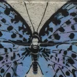 UK Drew Copus butterfly