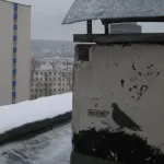 RU Nizniy Novgorod scum152 pigeon