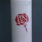 NZ Wellington Rose