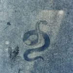 James Sellier snake