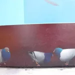 SF Mission 19th condo mural pigeons 07