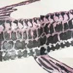 Scott Williams Fish