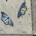 fnnch Alamo Square butterflies