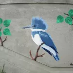 fnnch Jungle Stairs belted kingfisher