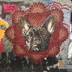 SF Clarion Alley dog wheat paste