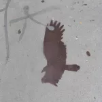 SF Lower Haight hawk
