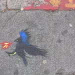 SF Upper Haight Pheonix